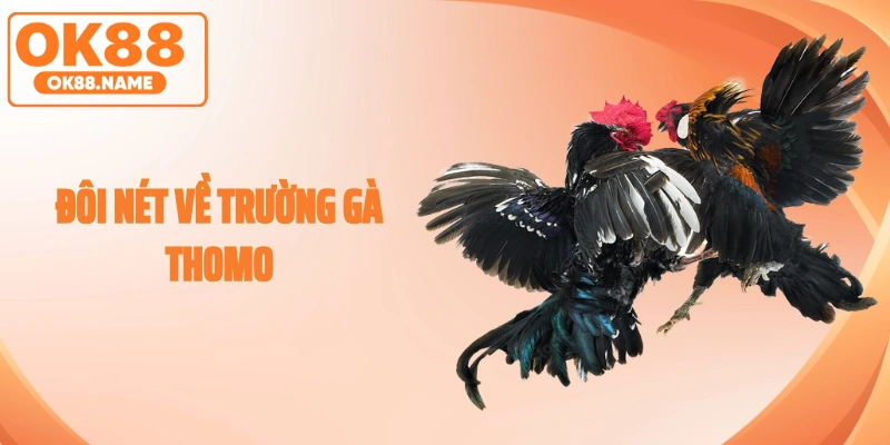 Đôi nét về trường gà thomo trên nền tảng OK88 năm 2026