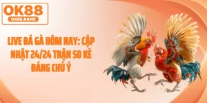 Live Đá Gà Hôm Nay: Cập Nhật 24/24 Trận So Kè Đáng Chú Ý