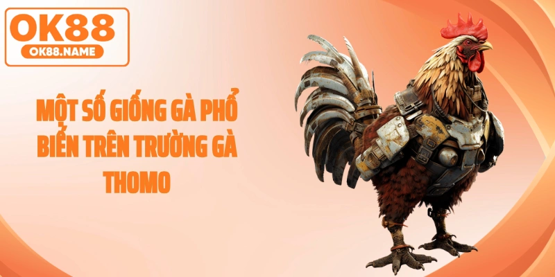 Một số giống gà phổ biến trên trường gà thomo