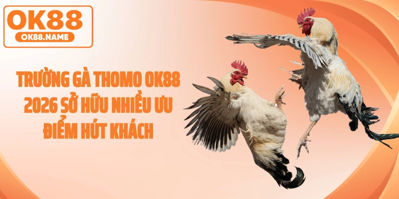 Trường Gà Thomo OK88 2026 Sở Hữu Nhiều Ưu Điểm Hút Khách