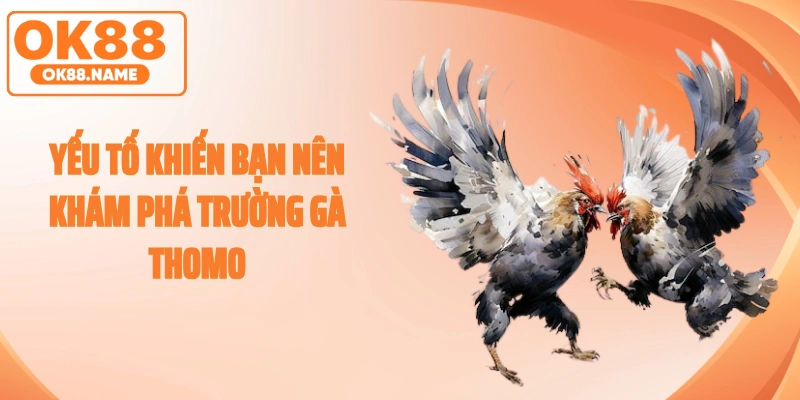 Yếu tố khiến bạn nên khám phá trường gà thomo ngay